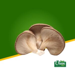 CHAMPIÑÓN OSTRA (KG)