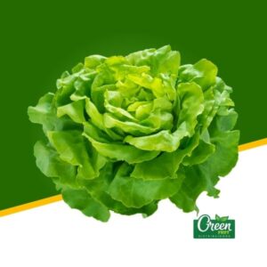 LECHUGA COSTINA (UN)