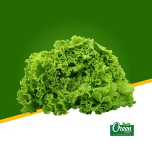 LECHUGA ESCAROLA (UN)