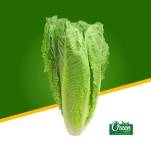 LECHUGA ESPAÑOLA (UN)