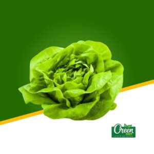 LECHUGA FRANCESA (UN)