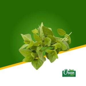 ORÉGANO FRESCO (KG)