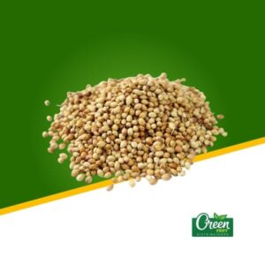 SEMILLA DE CILANTRO (KG)